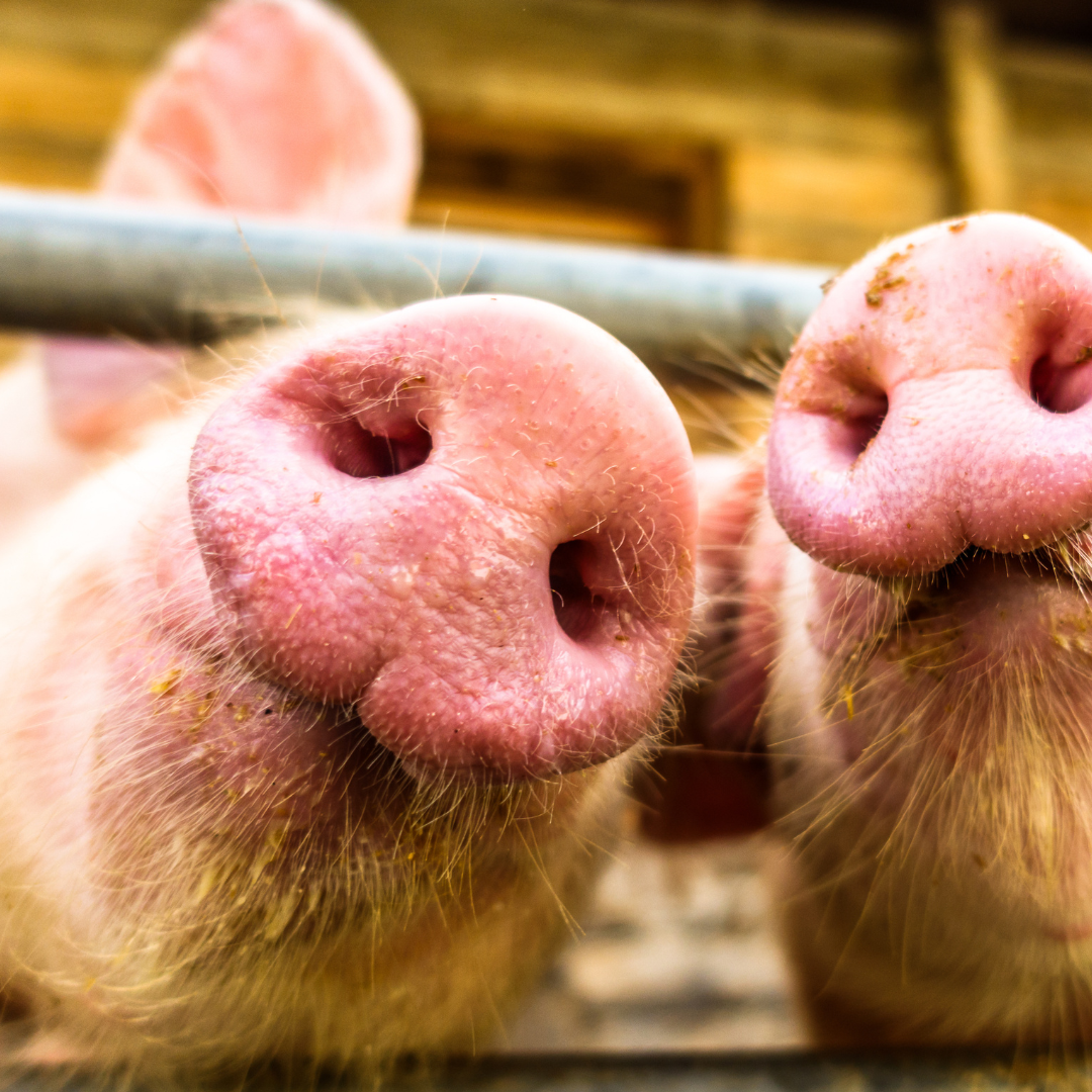 Neregistrovaní chovatelia hospodárskych zvierat budú amnestovaní