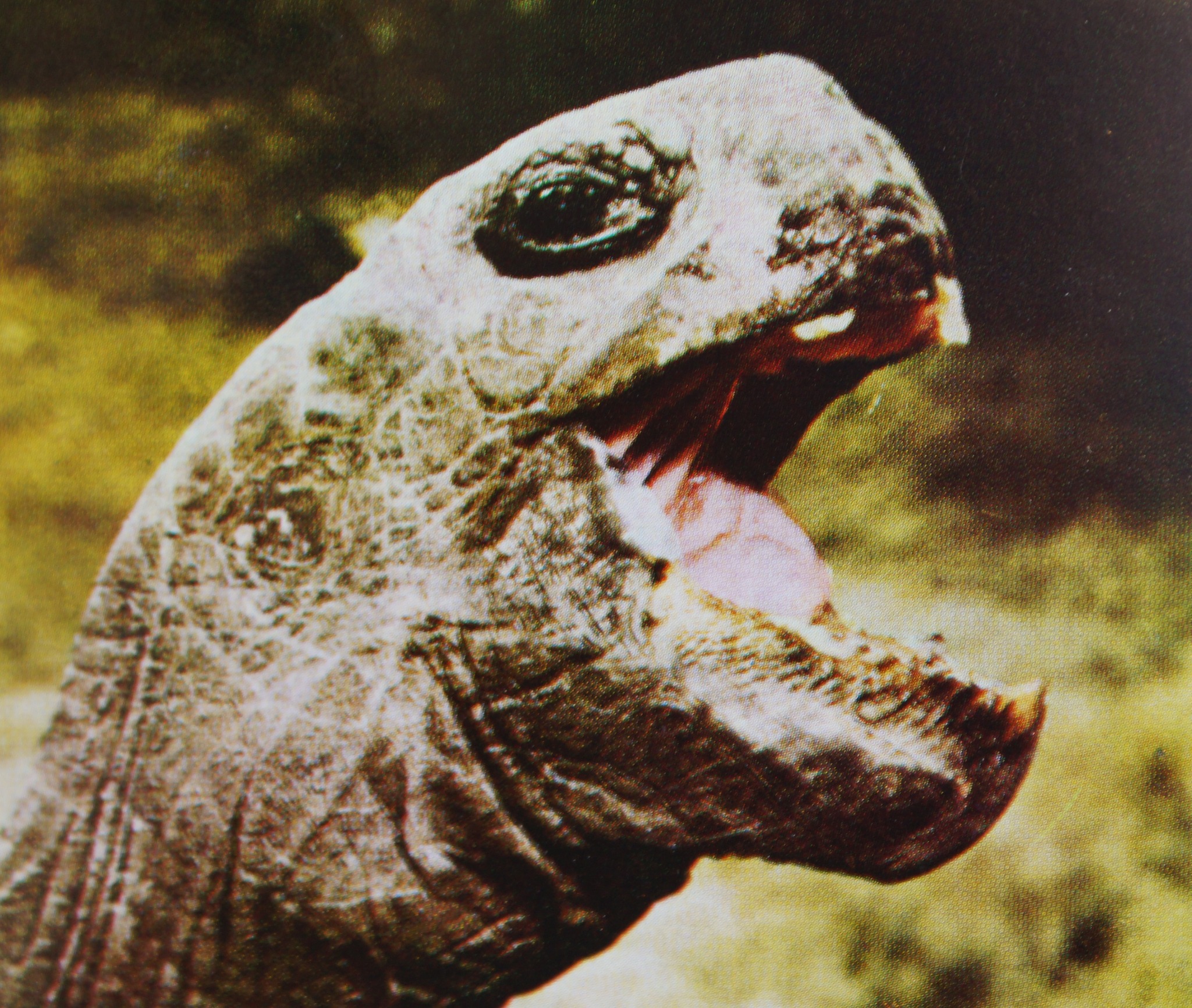 SVETOVÝ DEŇ KORYTNAČIEK