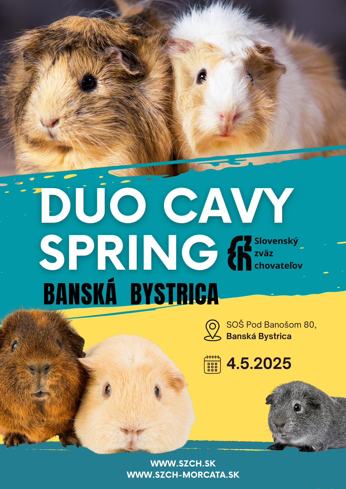 Duo Cavy Springy