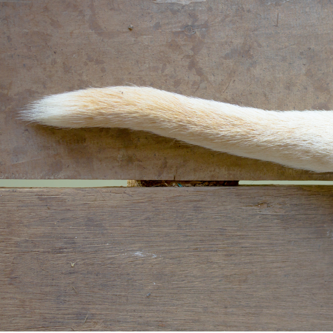 Kupírovanie psov na Slovensku: estetika nestačí, zákon hovorí jasne