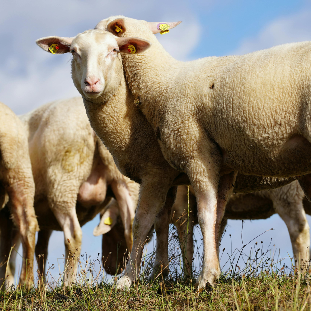 Po desiatich rokoch pribudlo na Slovensku viac oviec