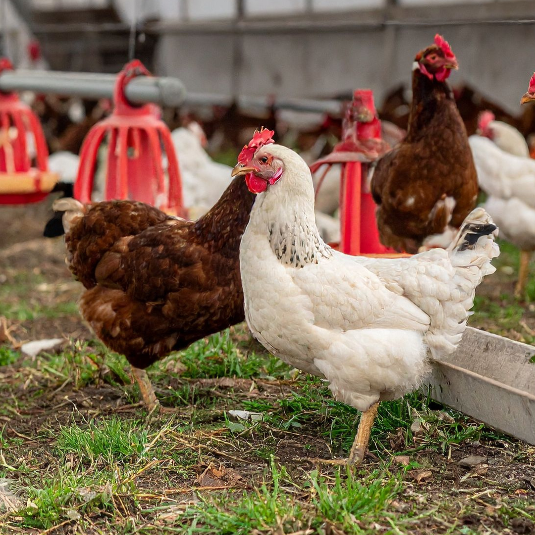 Sanagro otvára na Slovensku ďalšiu farmu pre sliepky vo voľnom výbehu