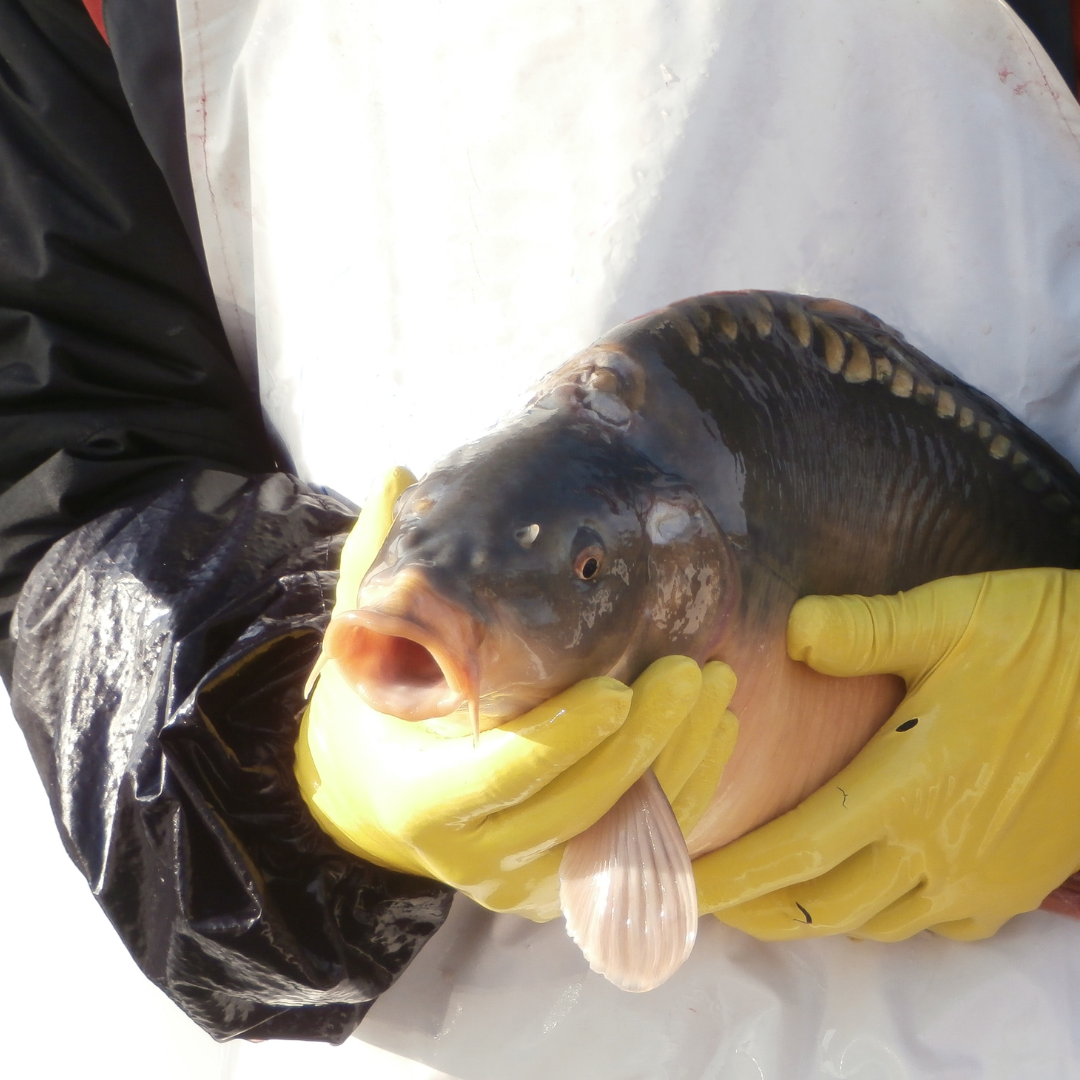 Ambulantný predaj vianočných rýb – čo by mal každý kupujúci vedieť