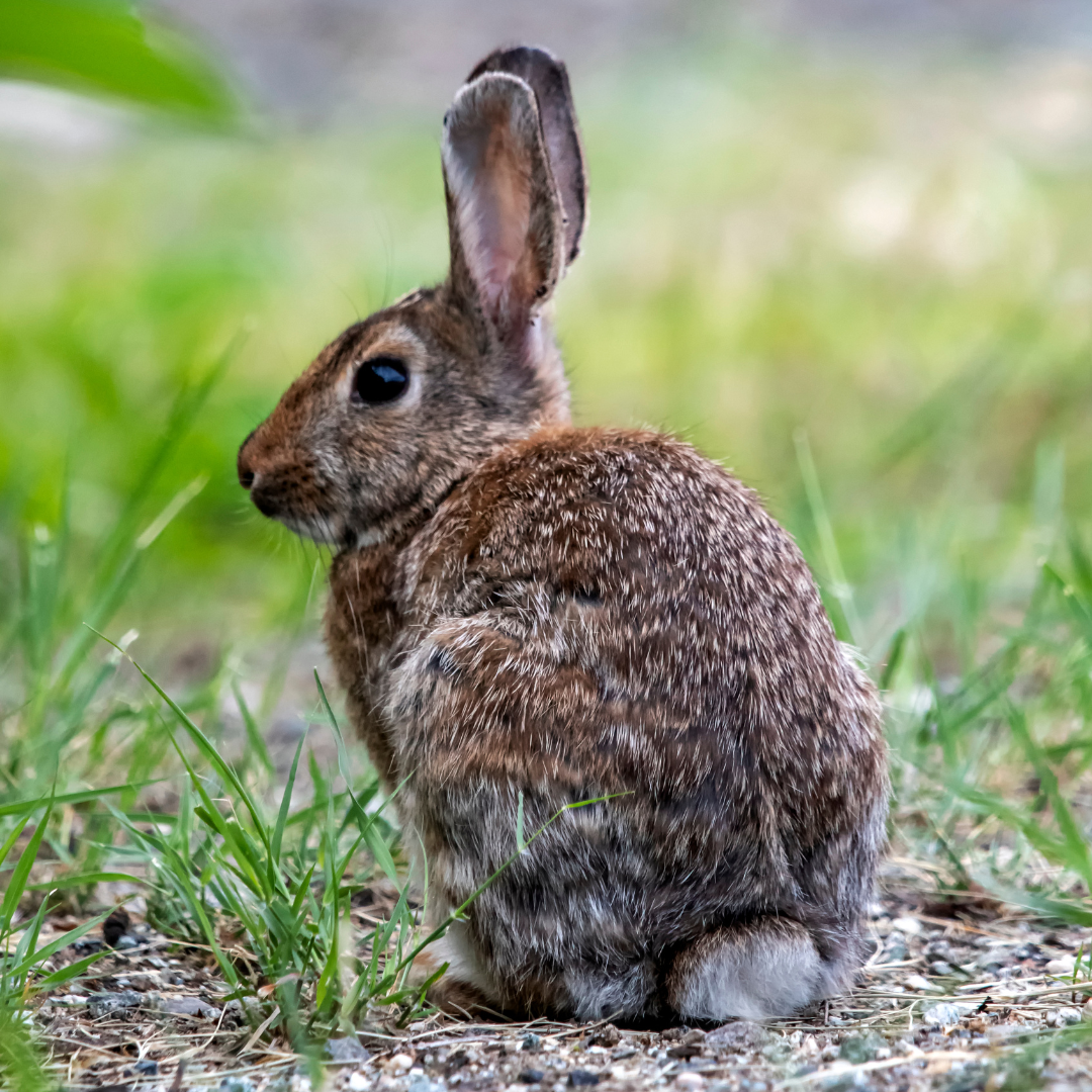 Vírus myxomatózy u zajaca poľného potvrdený na Slovensku