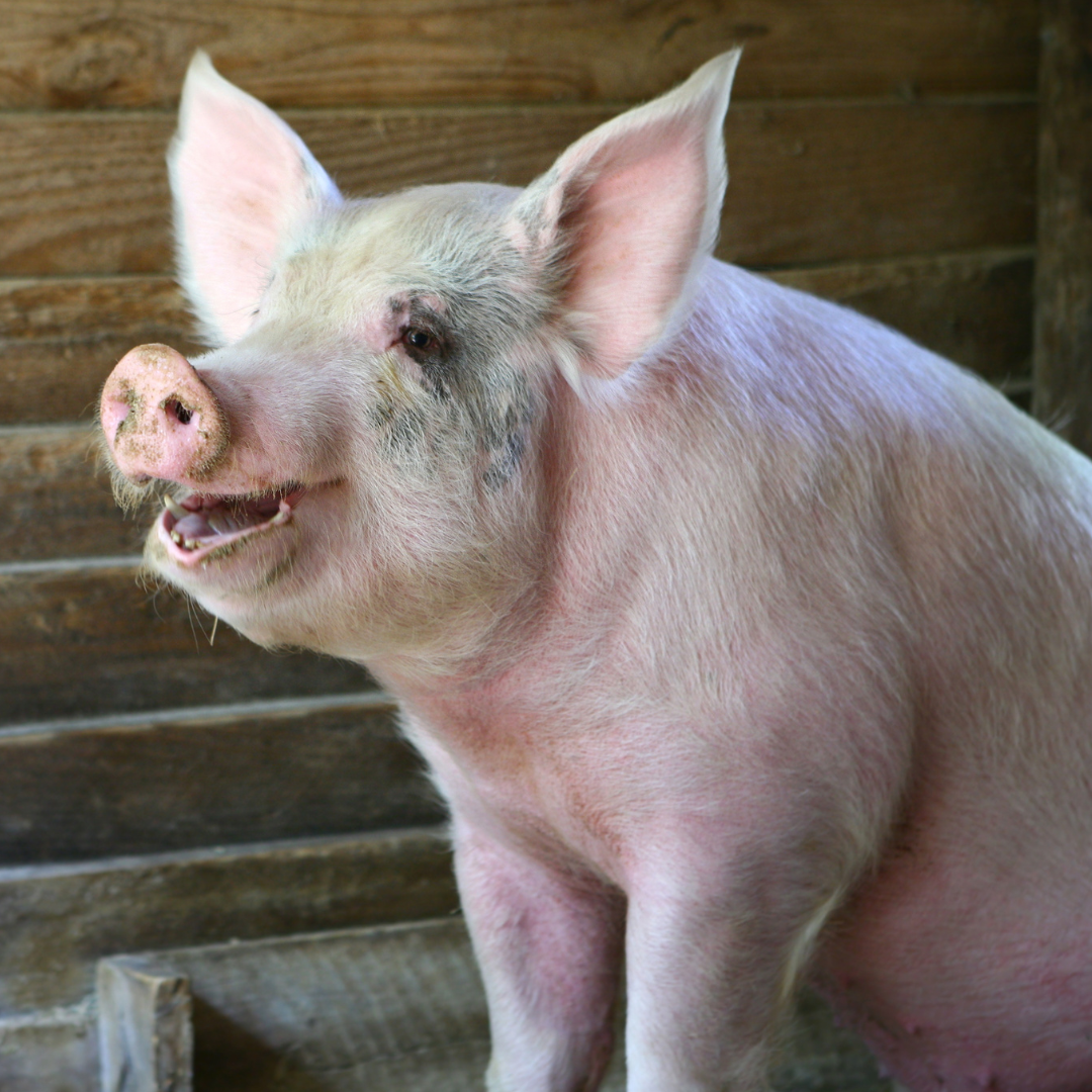 Začína sezóna domácich zabíjačiek.