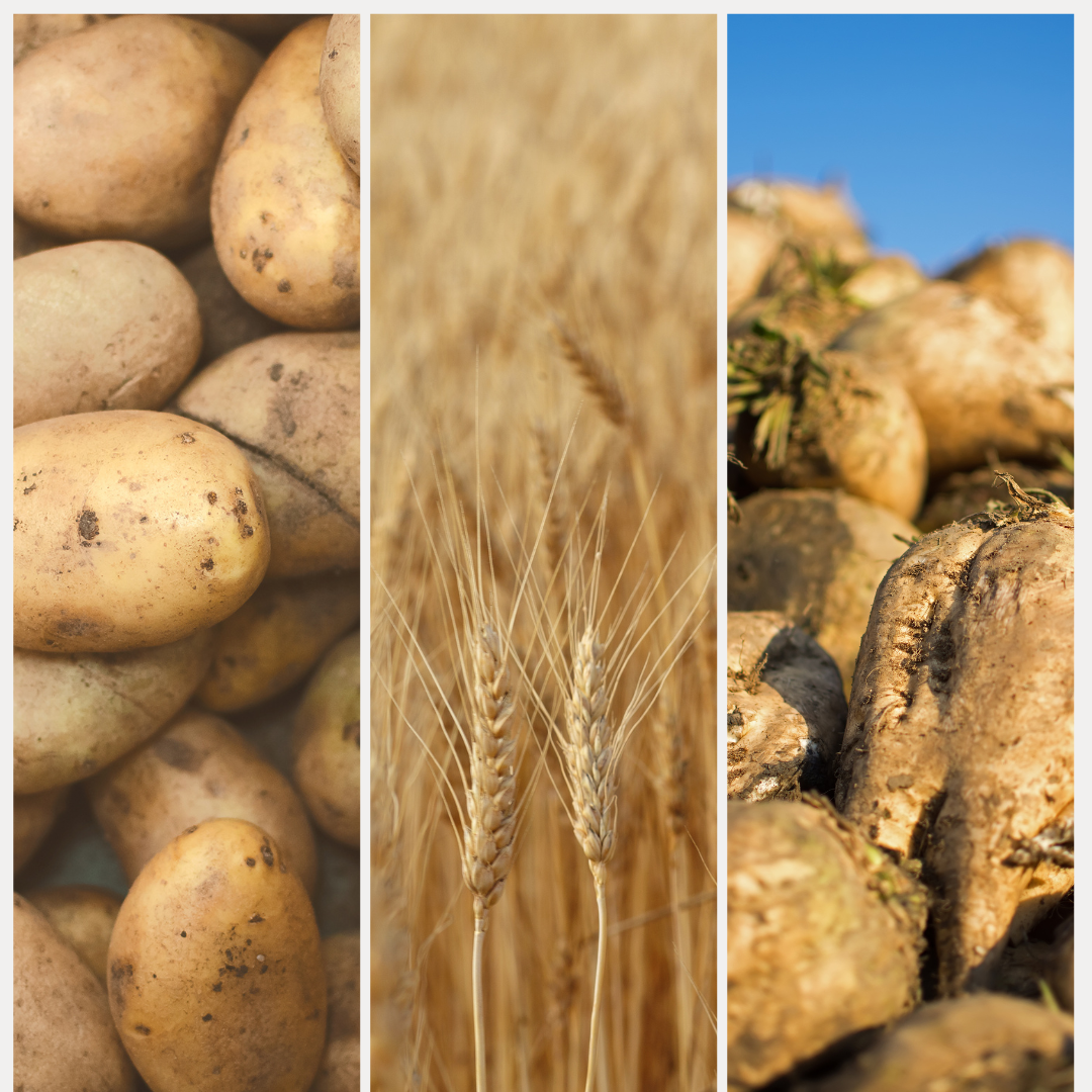 Rekordné úrody zemiakov a slnečnice: Pšenica bude lacnejšia