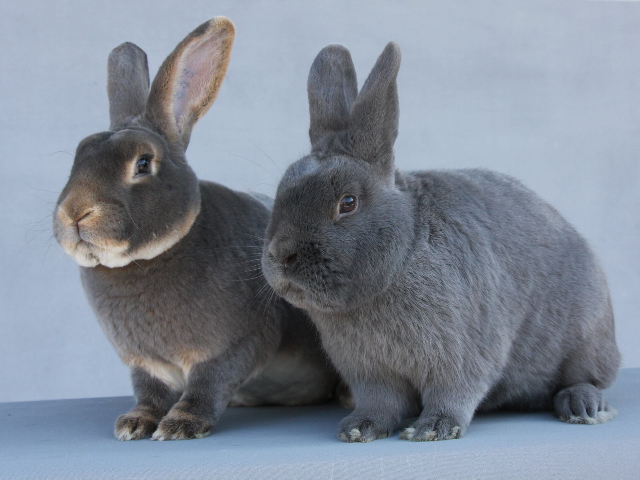 Imrich Vanek: Otec slovenských plemien králikov