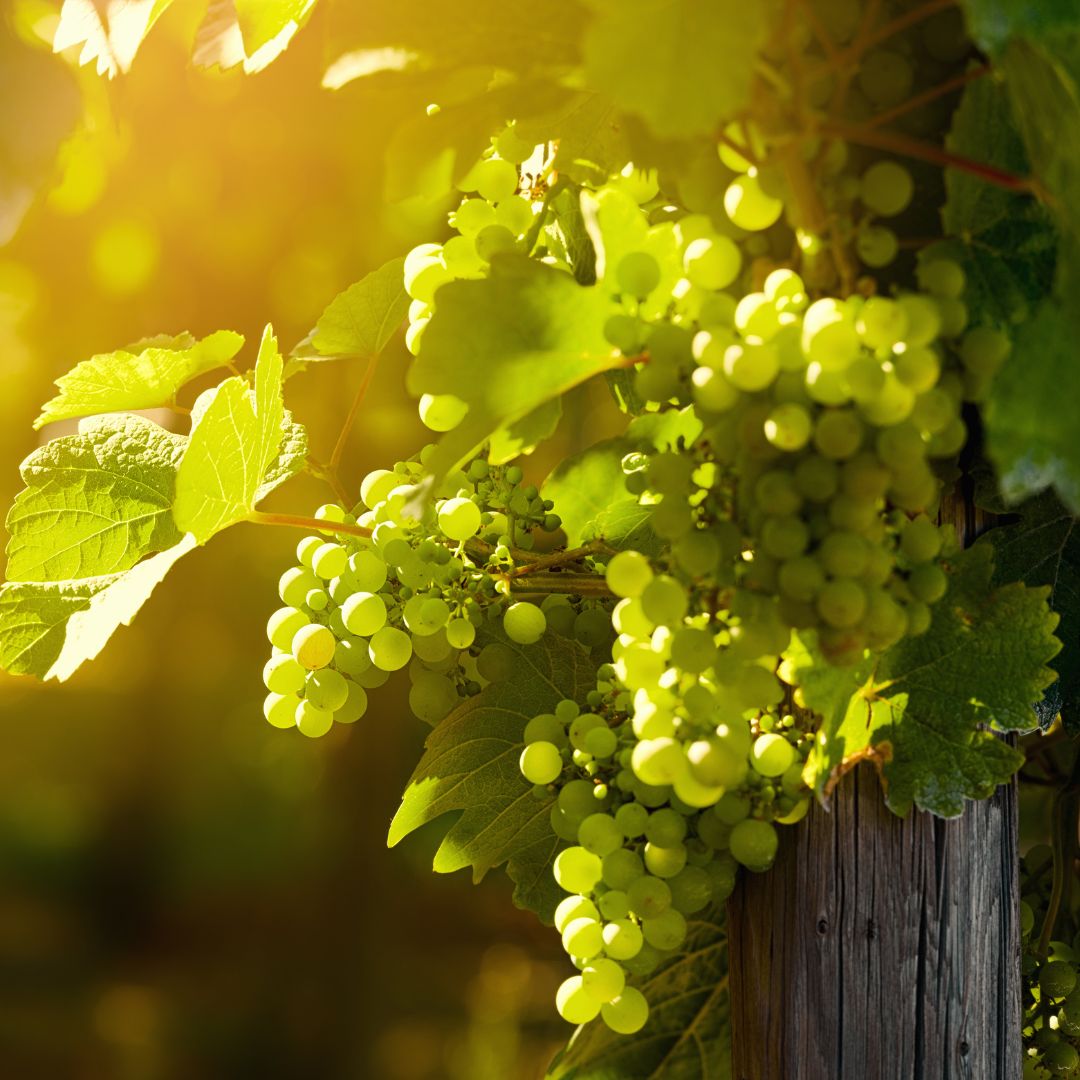 Kalifornské vinice upadajú, pestovatelia hrozna ich opúšťajú