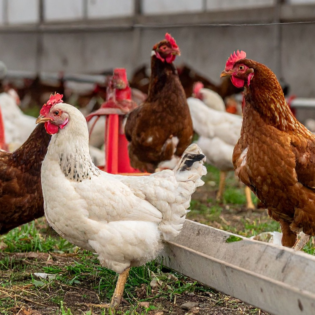 V Nemecku zaznamenali najvyšší počet ohnísk vtáčej chrípky