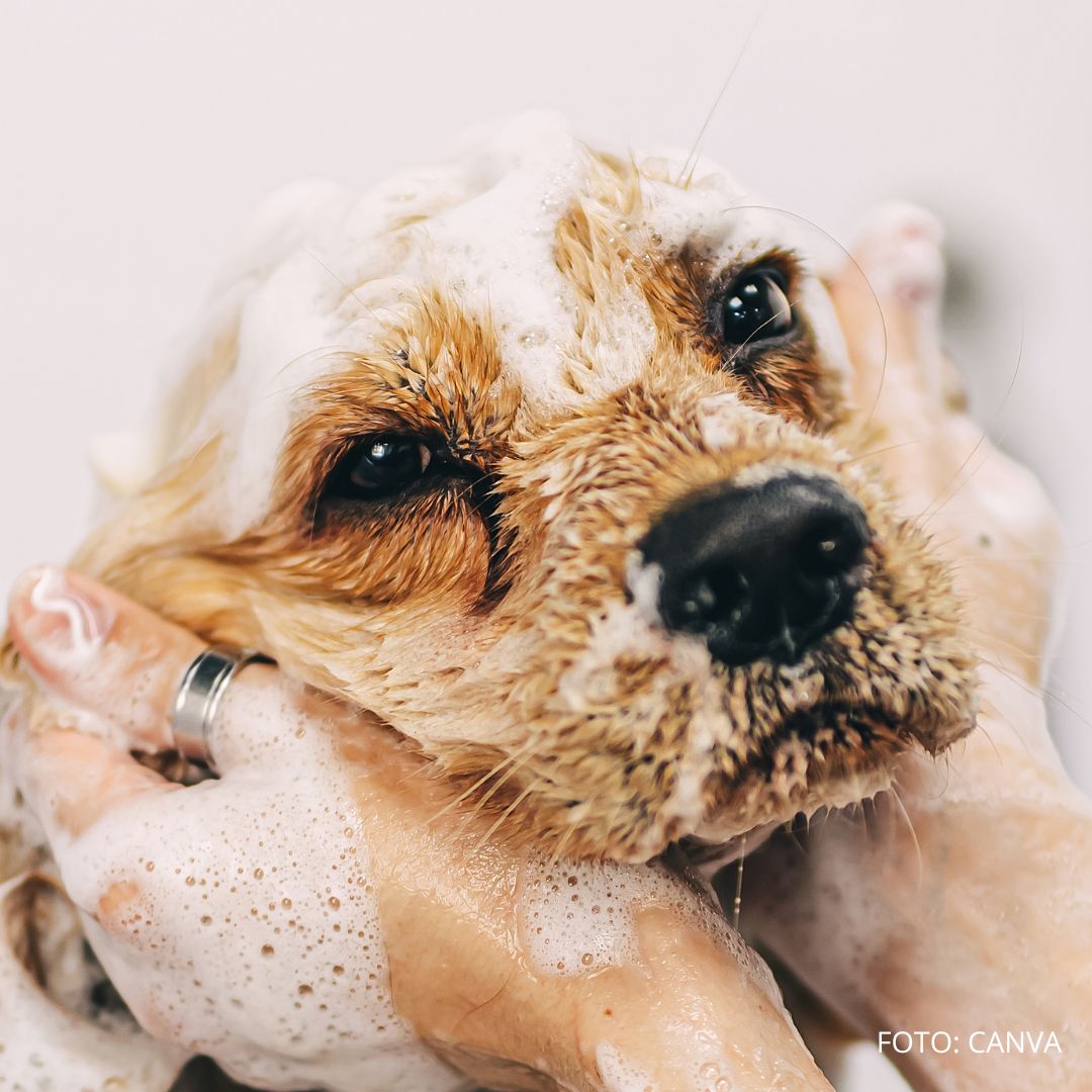 Lupiny u domácich zvierat: Kedy sú v pohode a kedy už nie? Praktický sprievodca pre majiteľov