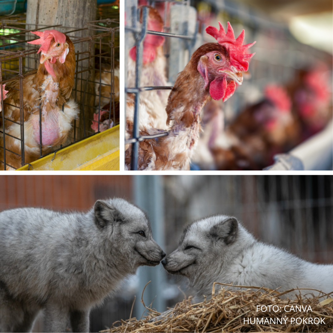 Slovensko dosiahlo prelom v ochrane zvierat: Končia kožušiny aj klietkové vajcia v reťazcoch