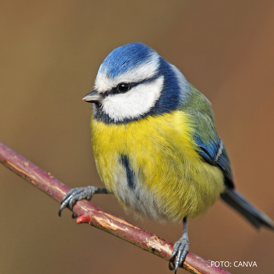 Takmer 6000 ľudí počítalo vtákov, dominovala sýkorka
